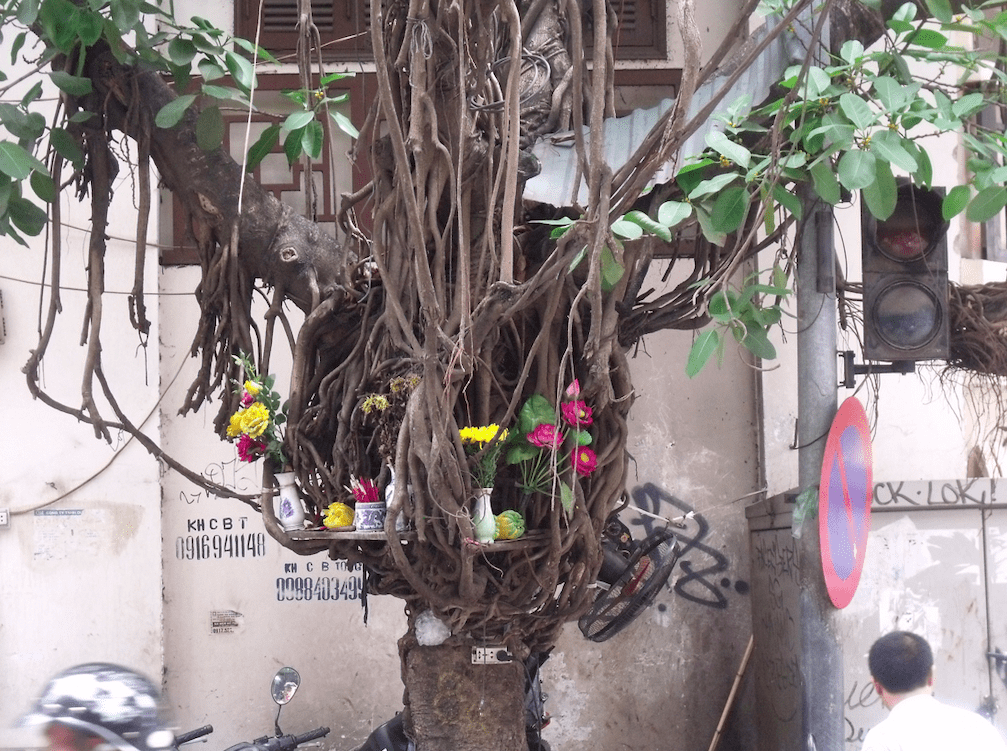 Stranger fig tree, Hanoi
